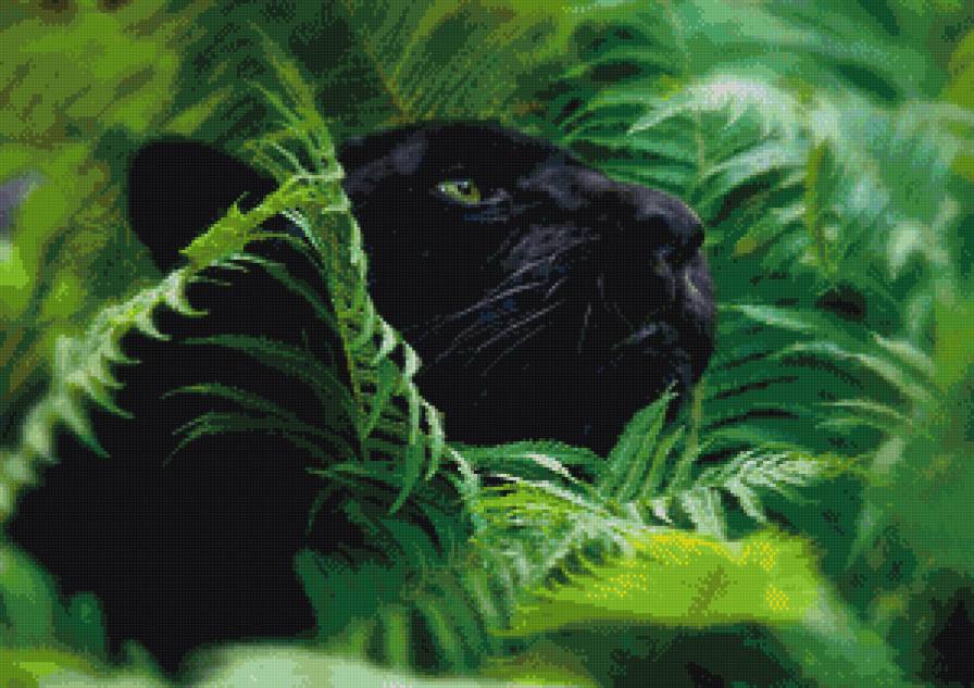 Пантера - кошки - предпросмотр