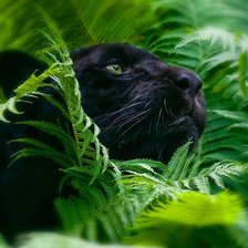 Схема вышивки «Пантера»