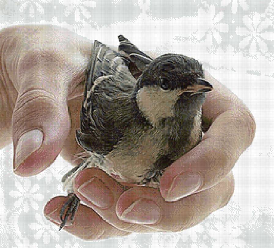 Синица - птицы - предпросмотр