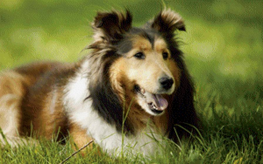 колли - колли - предпросмотр