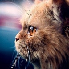 Схема вышивки «Коты»