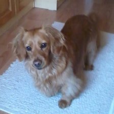 Схема вышивки «Sookie 3»