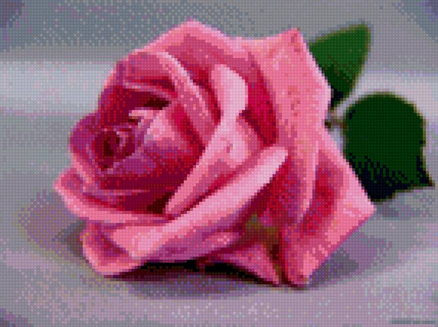 роза 143-107 - предпросмотр