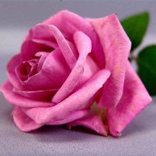 Схема вышивки «роза 143-107»