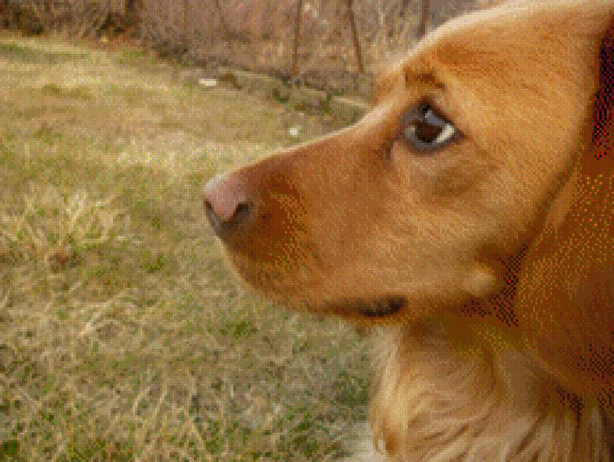 Sookie 1 - предпросмотр