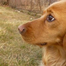 Схема вышивки «Sookie 1»