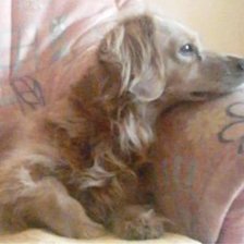 Схема вышивки «Sookie 2»