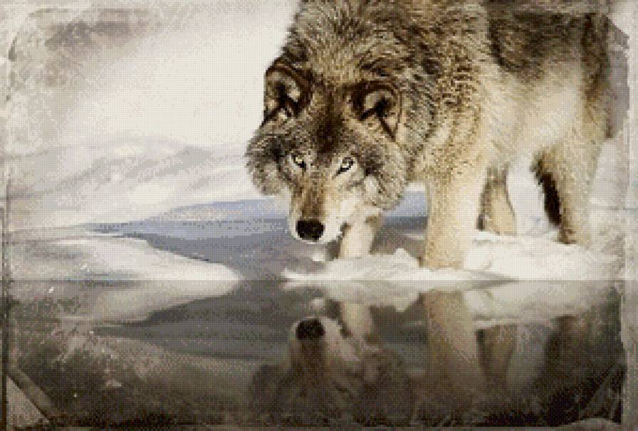 волк - предпросмотр