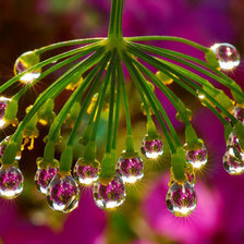 Схема вышивки «роса»