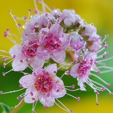 Схема вышивки «цветок»