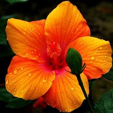 Схема вышивки «цветок1»