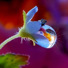 Схема вышивки «цветок, роса»