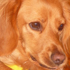 Схема вышивки «Sookie 4»