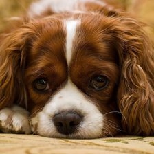 Схема вышивки «щенок»