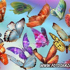 Схема вышивки «Бабочки»