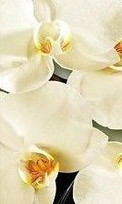 Схема вышивки «триптих 3ч, 16х50»