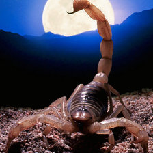 Схема вышивки «скорпион»