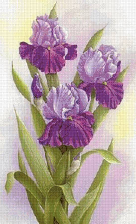 ирисы - букет, цветы, рисунок, ирисы, панно - предпросмотр
