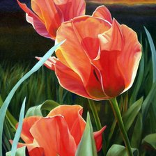 красные тюльпаны