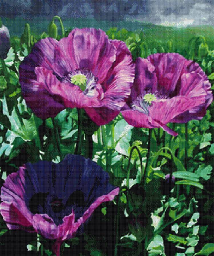 маки - букет, мак, поле, гроза, цветы - предпросмотр