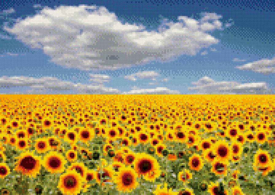 подсолнухи - поле подсолнухов - предпросмотр