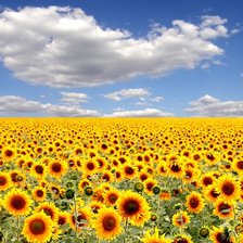 подсолнухи