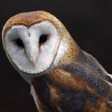 Схема вышивки «Сова»