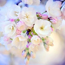 Схема вышивки «№818661»