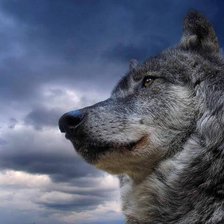 Схема вышивки «волк»