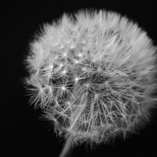 Схема вышивки «одуванчик 2»