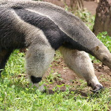 Схема вышивки «Муравьед»