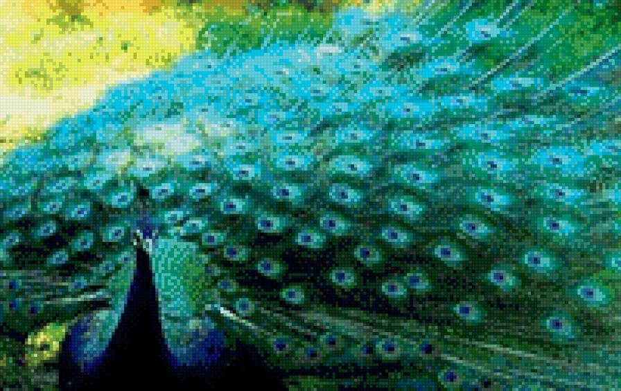 №819574 - птицы, павлин - предпросмотр