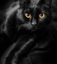 Схема вышивки «киса»