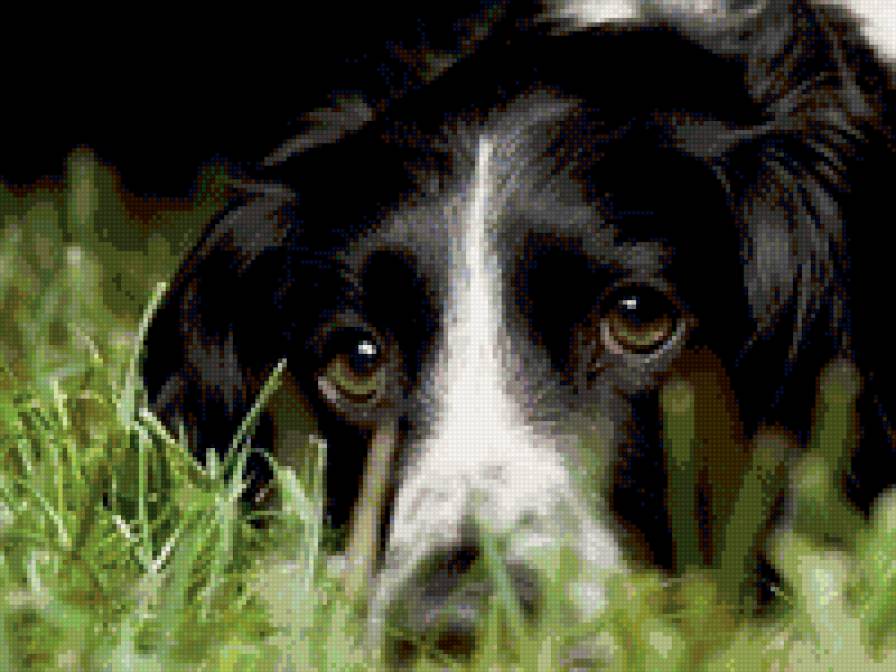 Взгляд друга - собака - предпросмотр