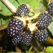 Схема вышивки «ежевика»