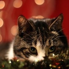 Схема вышивки «Кошки»