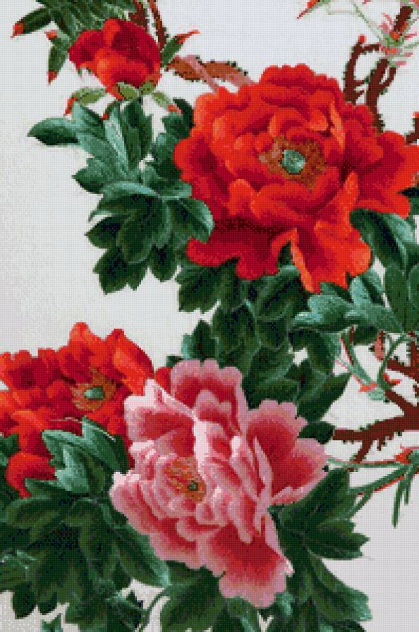 пионы - пионы, восток, цветы - предпросмотр