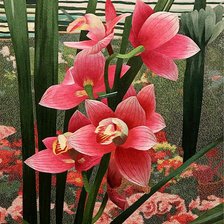 красная орхидея