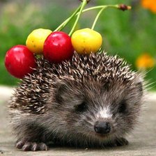 Схема вышивки «ёжик»