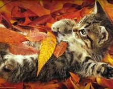 Схема вышивки «Осенний котенок»