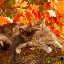 Схема вышивки «Осенние котята»