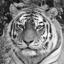 Схема вышивки «тигр»