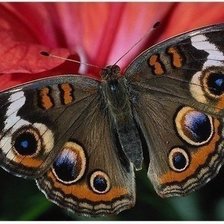 Схема вышивки «Бабочка»