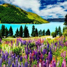 Цветущий луг