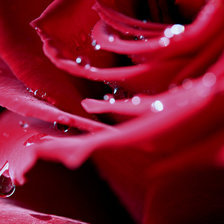 Схема вышивки «роза в росе»