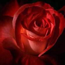 Схема вышивки «роза»