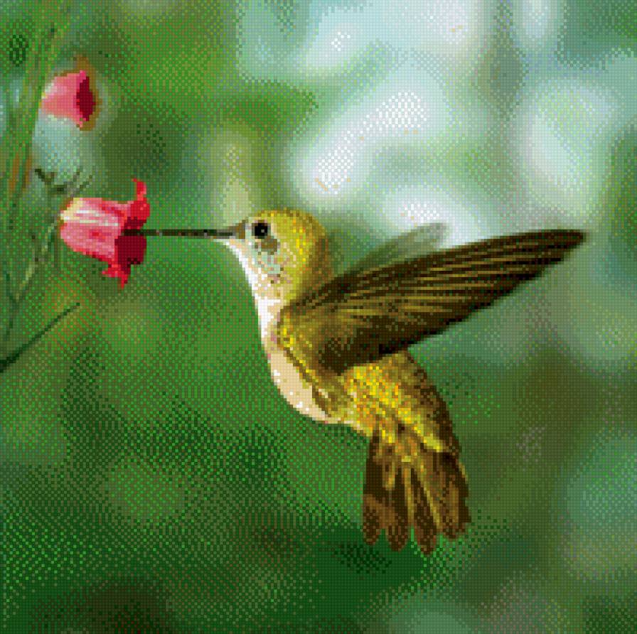 Колибри - колибри, райская птичка, птички - предпросмотр