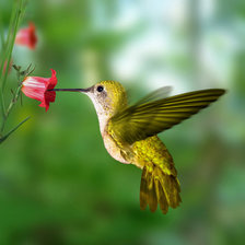 Схема вышивки «Колибри»