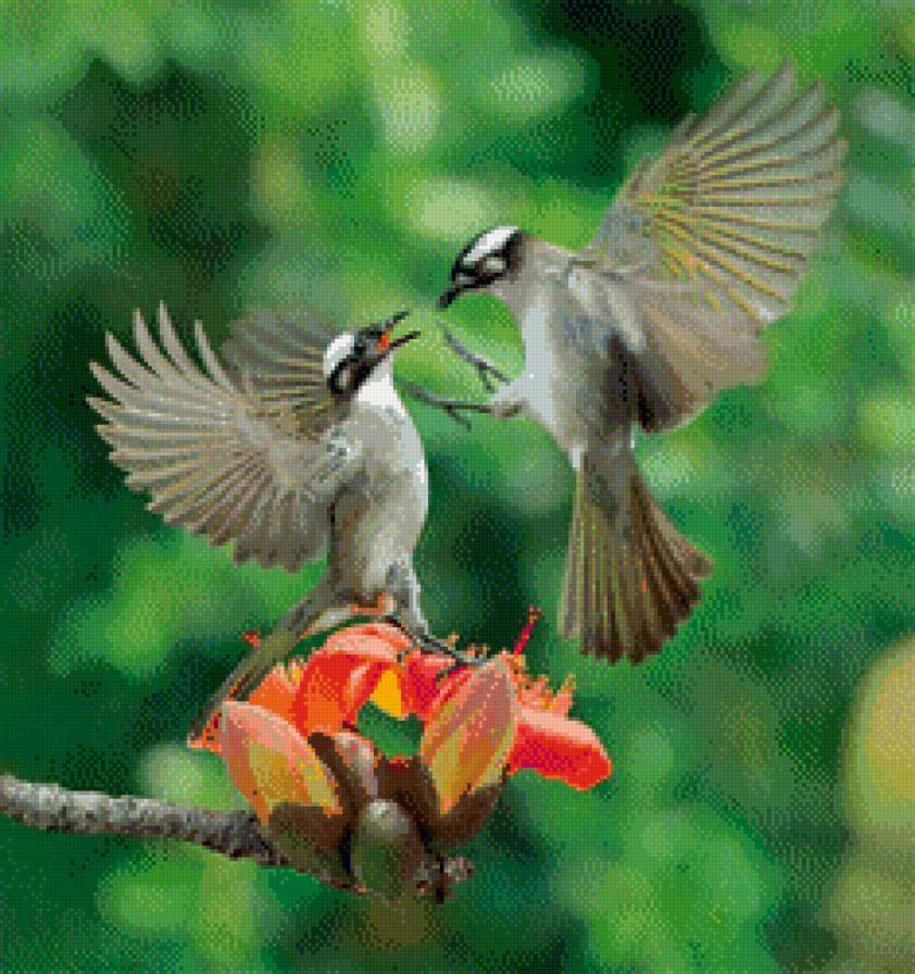 Колибри - колибри, райские птички - предпросмотр