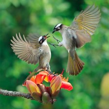 Схема вышивки «Колибри»